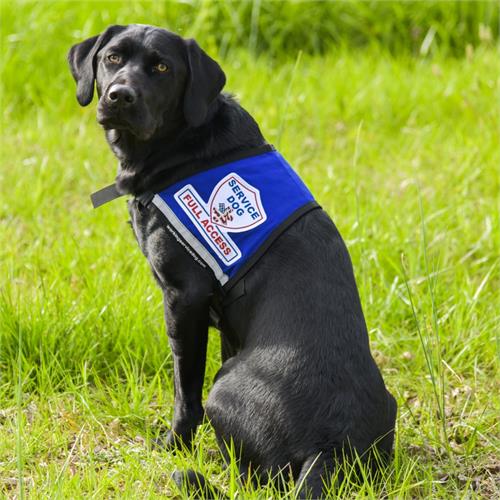 service dog vests for large dogs