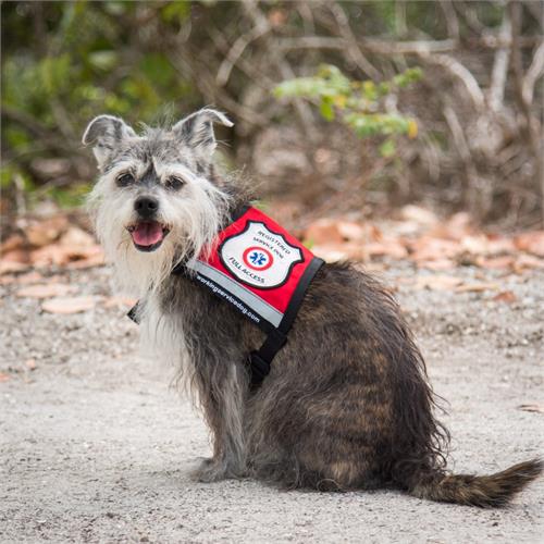 Small Service Dog Vests