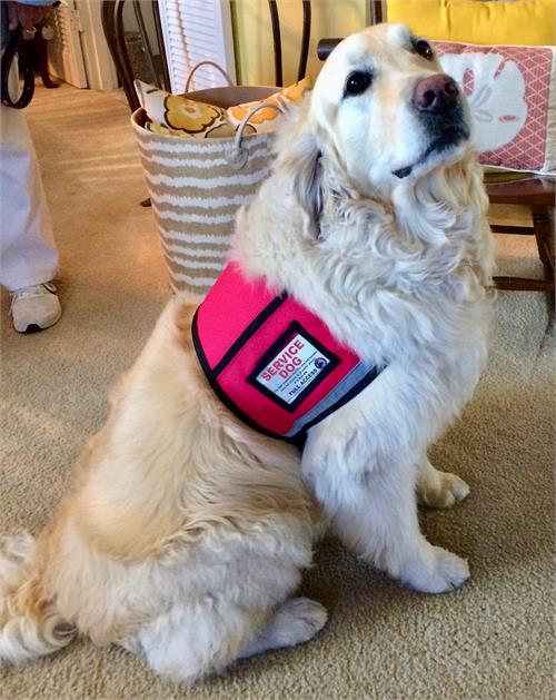 Raspberry Service Dog Vest