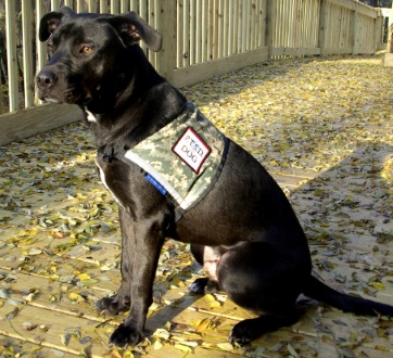 patriotic vests and accessories