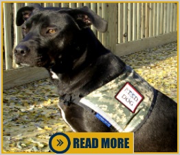 patriotic service dog vests and accessories