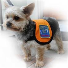 Service dog full access vest on a small dog