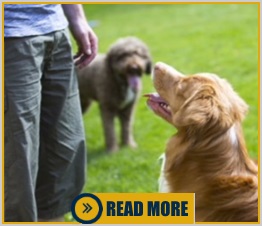 Working Service Dog Services for Trainers and Organizations