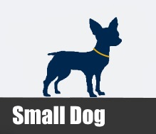 Small Dog