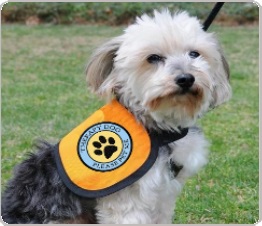 therapy dog vest for small dogs