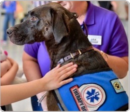 large dog wearing a therapy dog vest