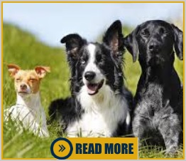 Is there a size limit for Service Dogs