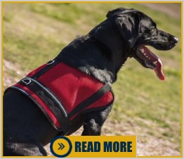 mesh service dog vest