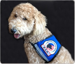 emotional support dog vest for large dog