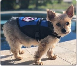 small emotional support dog vest