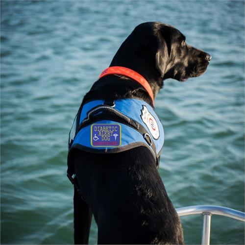 padded diabetic alert dog vest