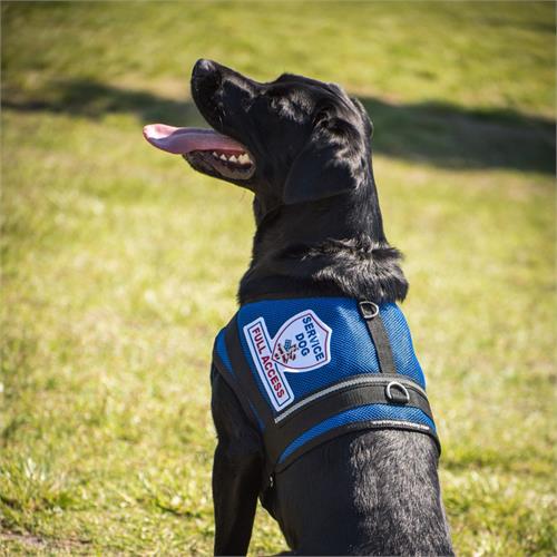 premium service dog vest