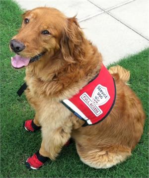 Full Access Service Dog Vest