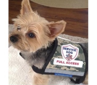 Camouflage Small Service Dog Vest