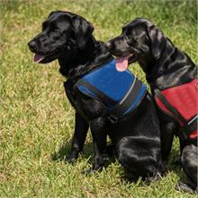 Official Mesh Service Dog Vest